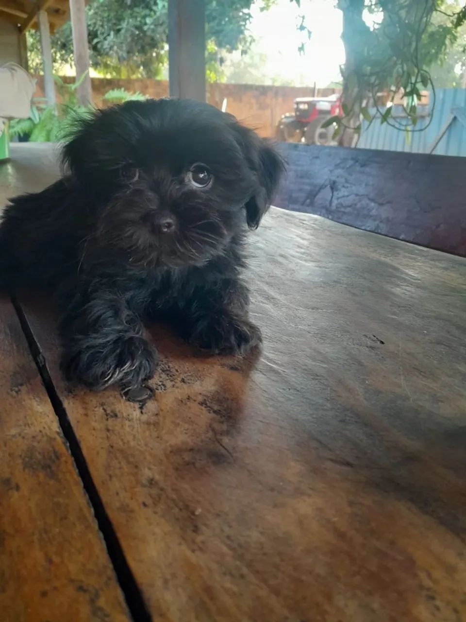 Shihtzu 
