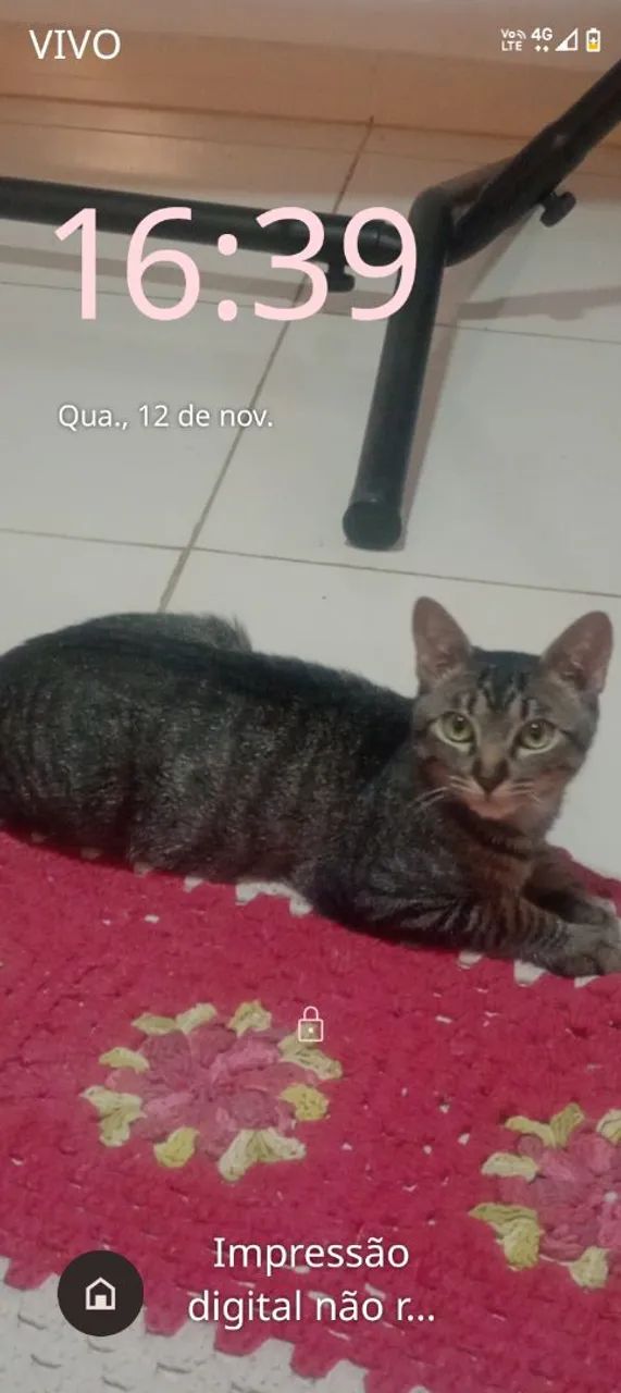 Doa-se gatinho lindo - Foto 5