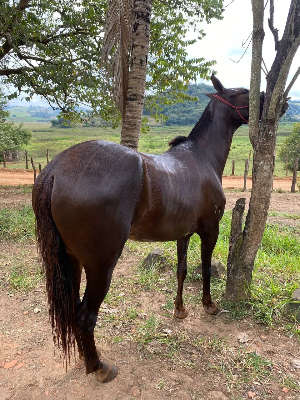 Égua Mangalarga Marchador - Foto 2
