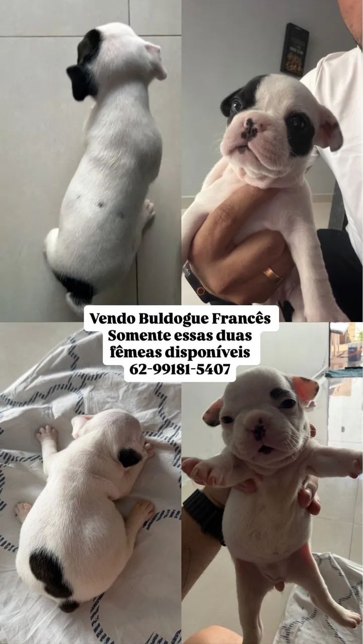 Buldogue francês  - Foto 5