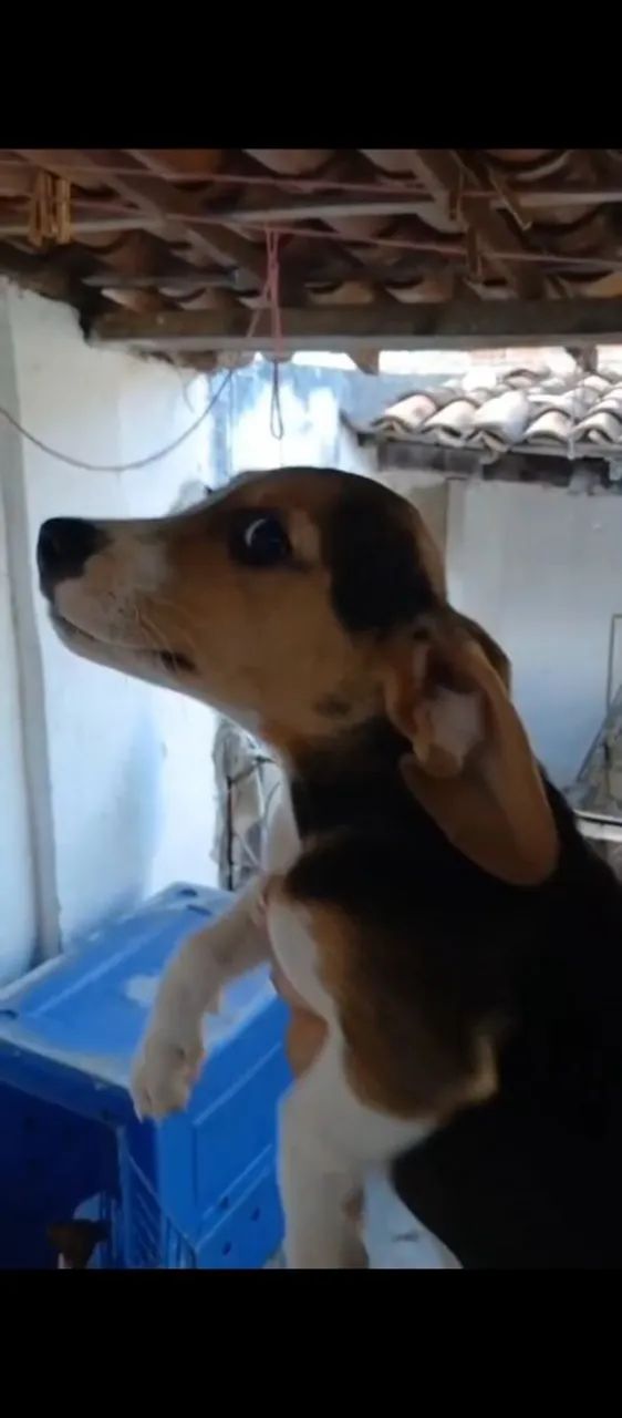 Beagle  - Foto 3
