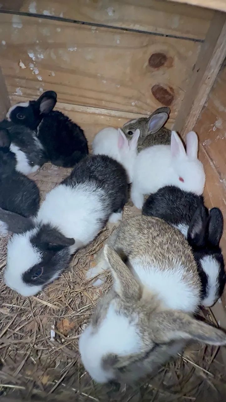 Coelhos  - Foto 2