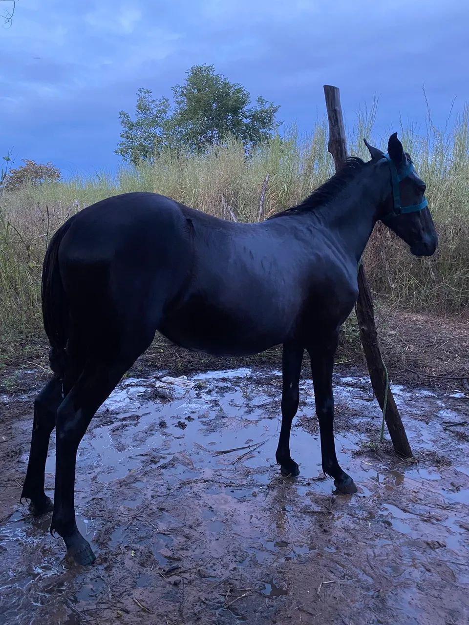 Vende se potra quatro de milha 