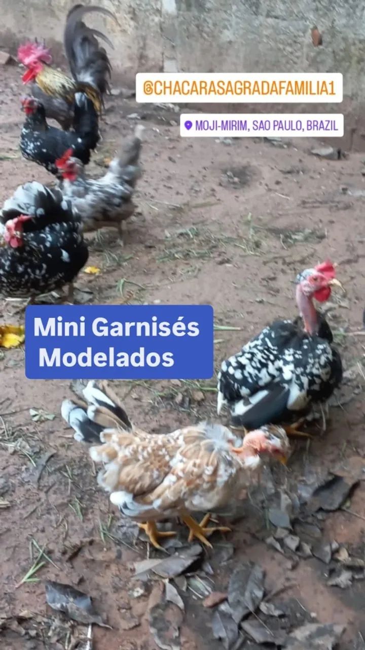 Galinha Mini Garnisé Modelado - Foto 4