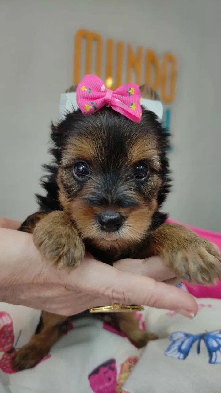 YORKSHIRE TERRIER COM PEDIGREE - Foto 2