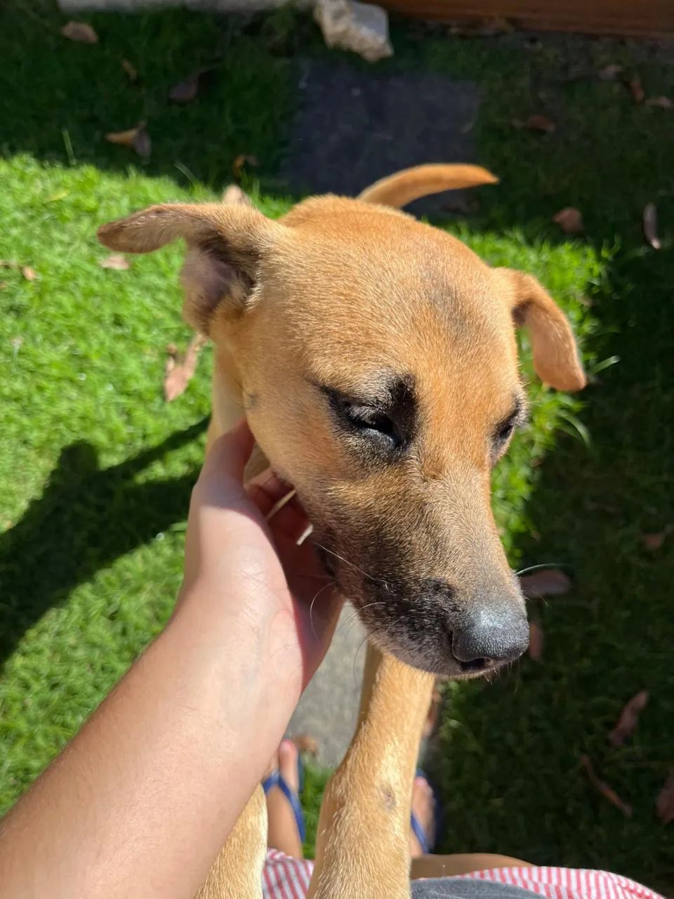 Cachorra SRD  - Foto 2