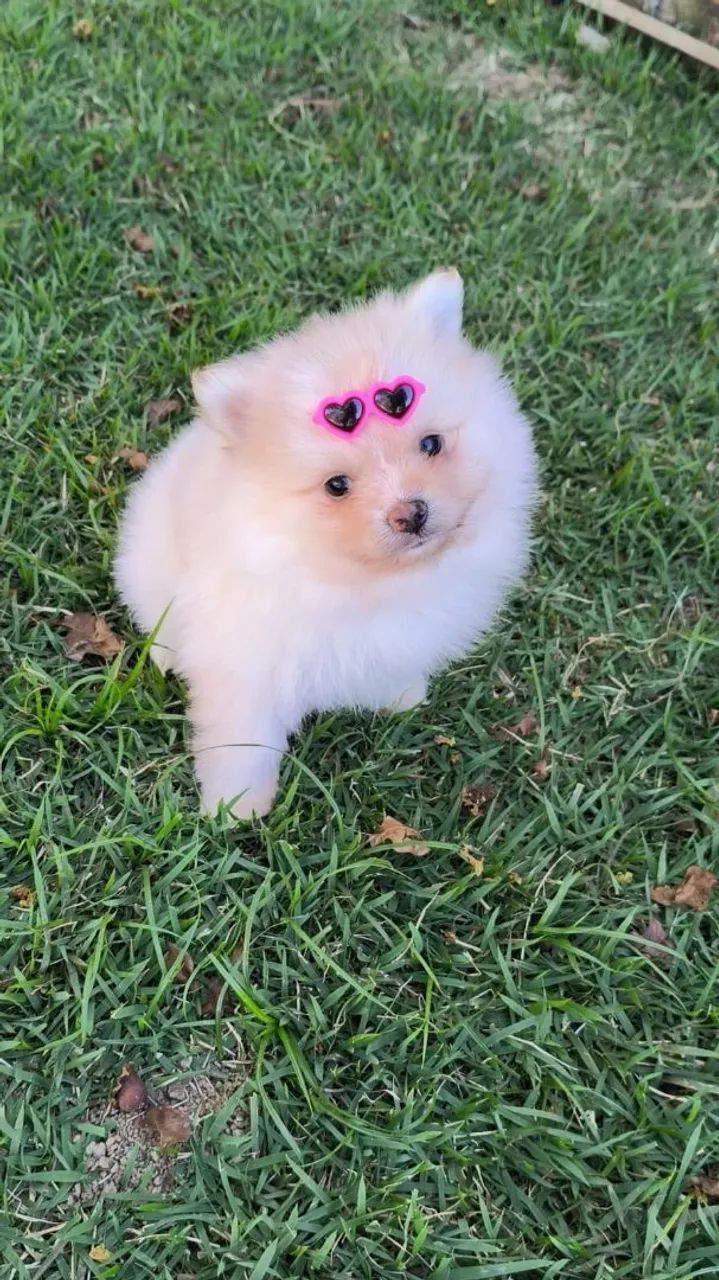 Spitz alemão  - Foto 5
