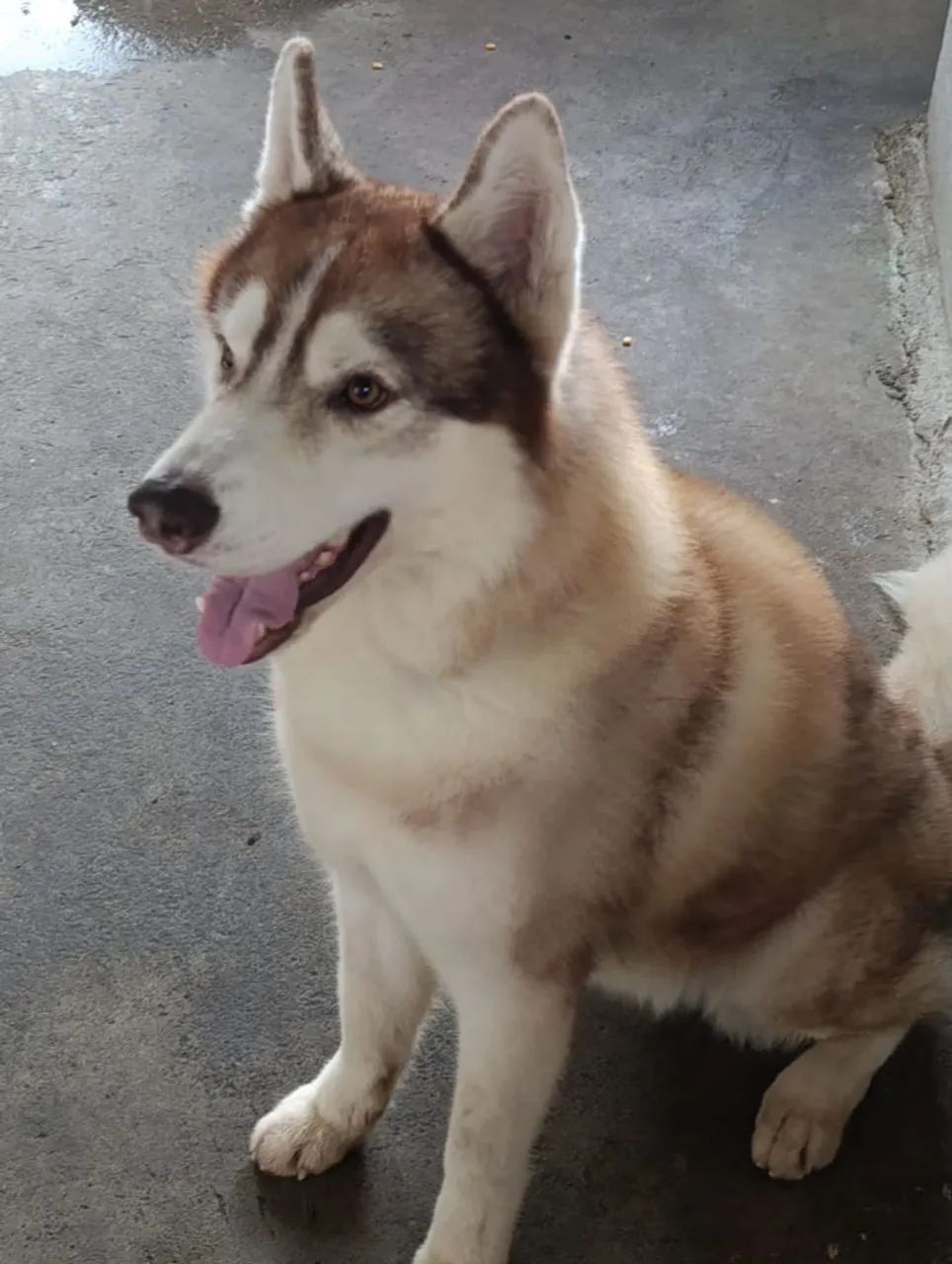 Husky siberiano a venda  - Foto 4