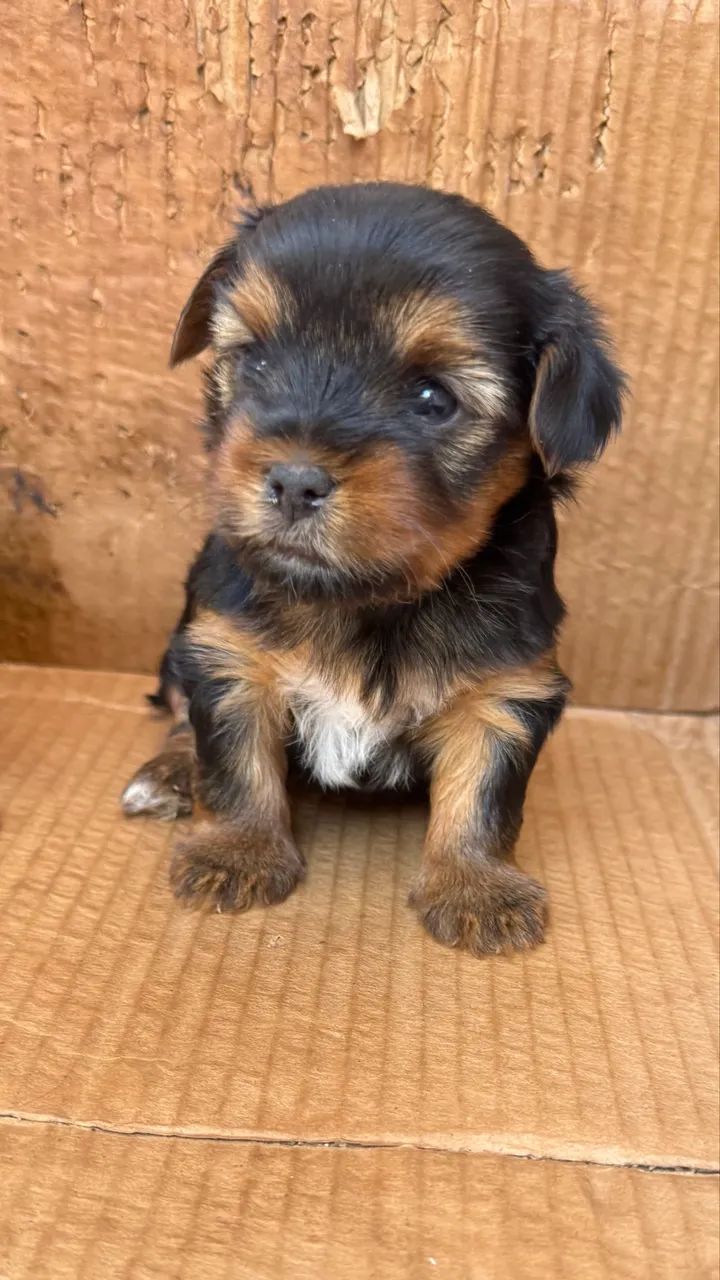 Filhote Yorkshire terrier - Foto 5