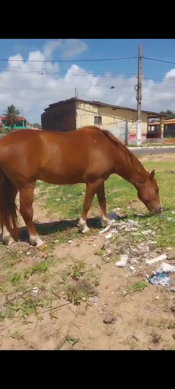Cavalo