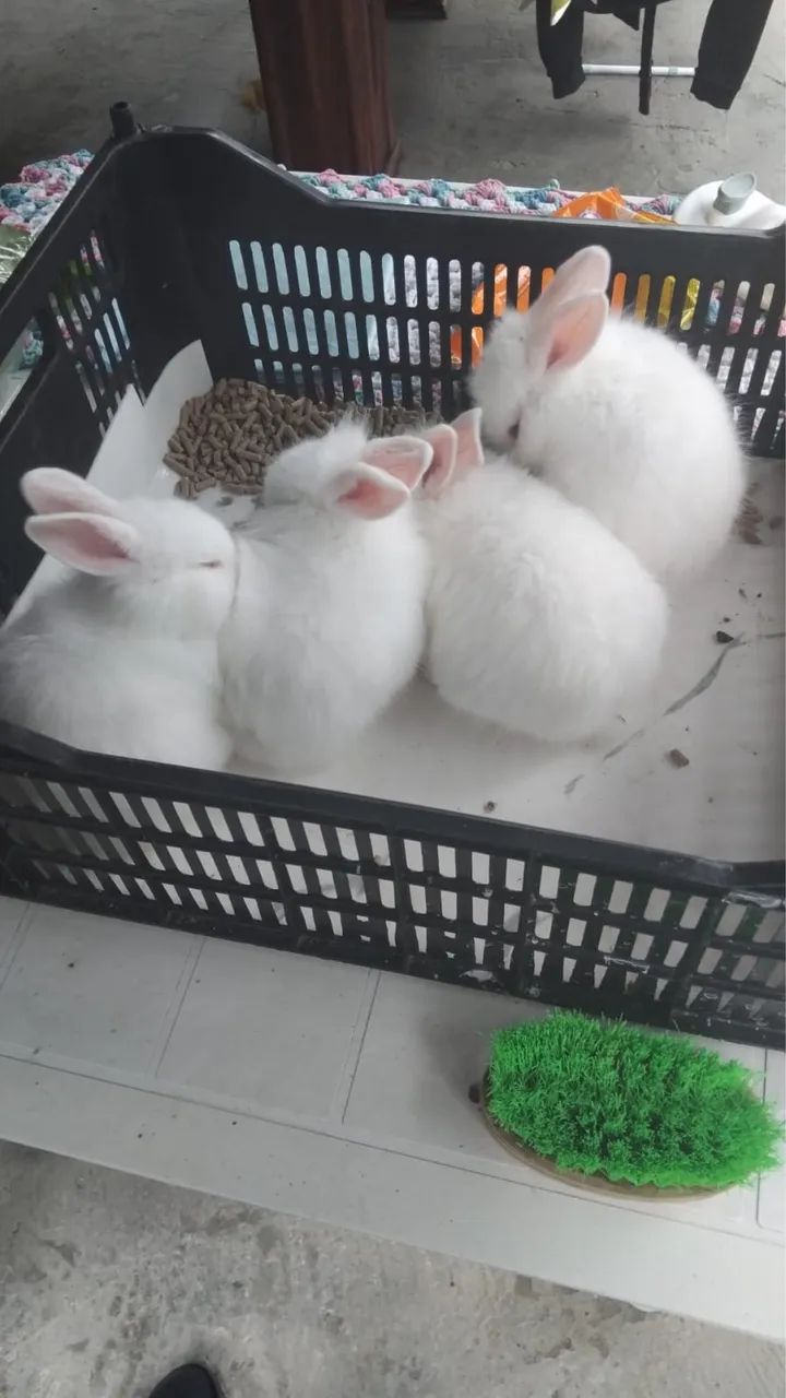 Coelhos - Foto 3