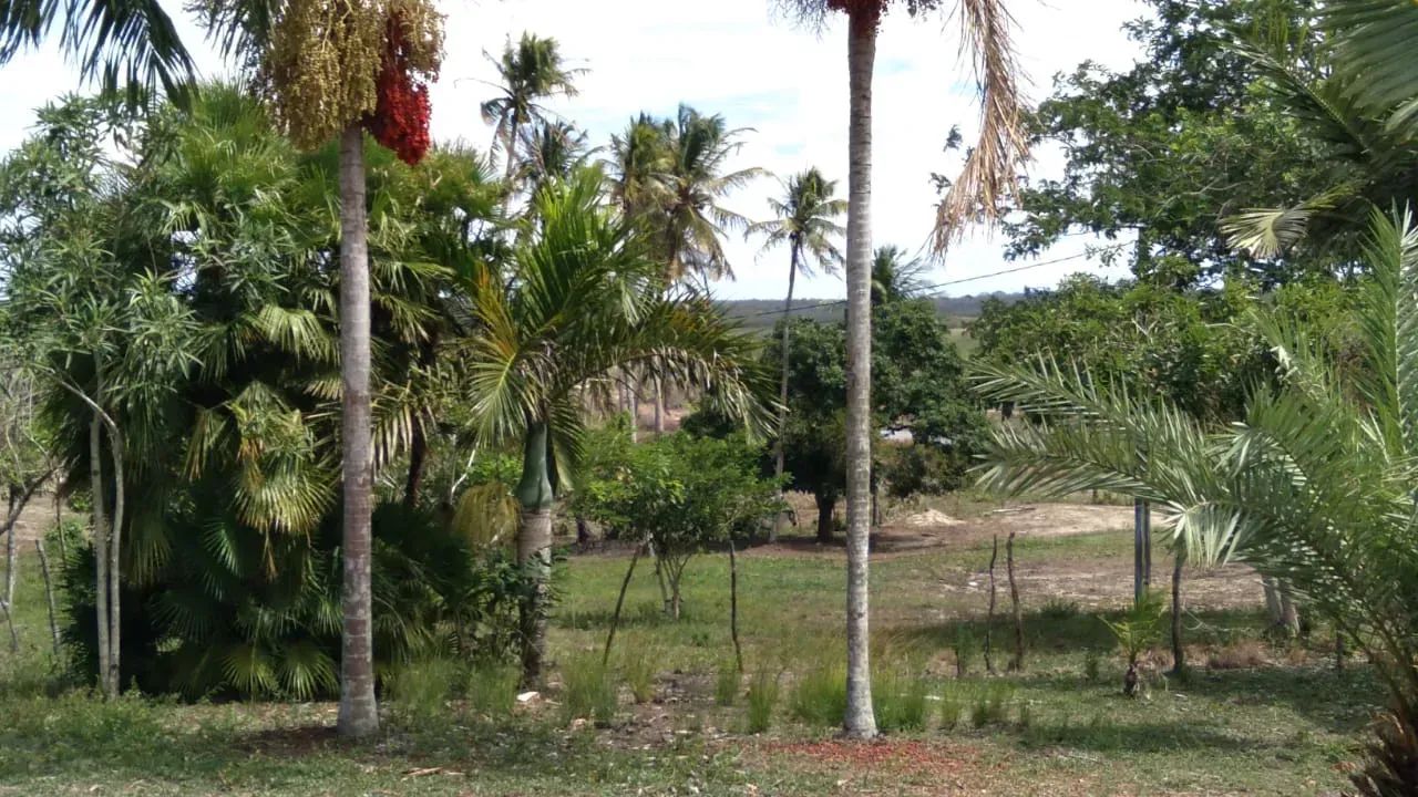 CHÁCARA À 5  KM DE MACAÍBA - Foto 4