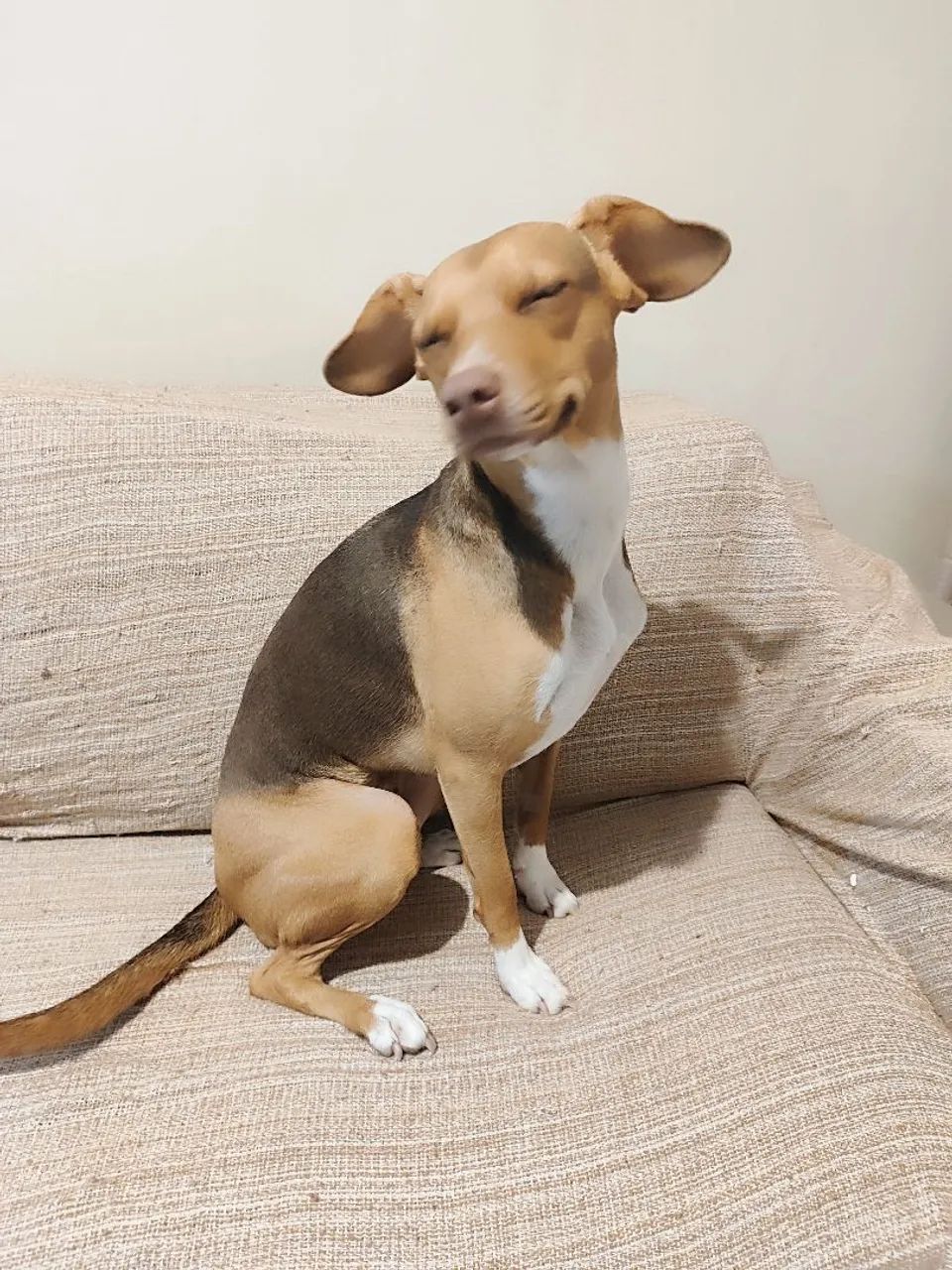Doação cachorra castrada - Foto 4