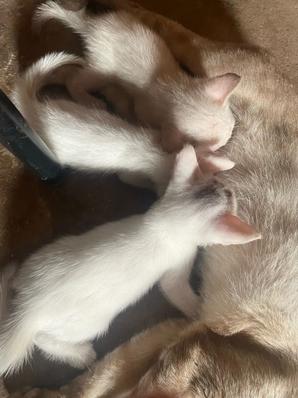 Gatos - Foto 3