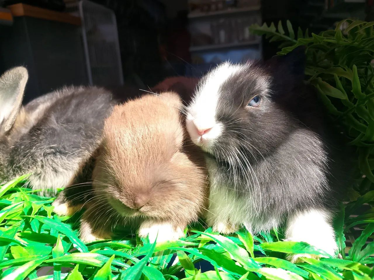 Mini coelho  - Foto 4