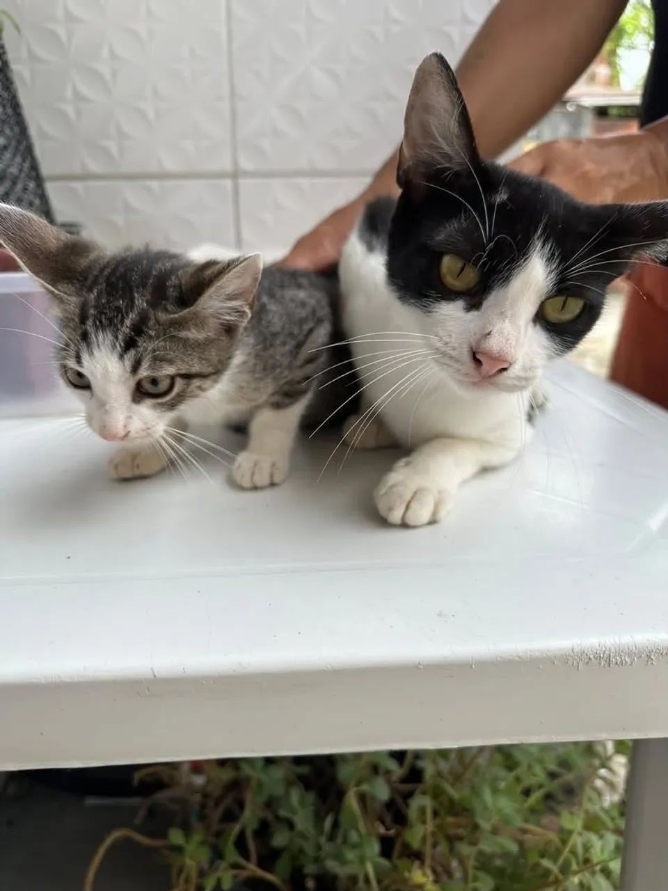 Gatinhos para doação  - Foto 3