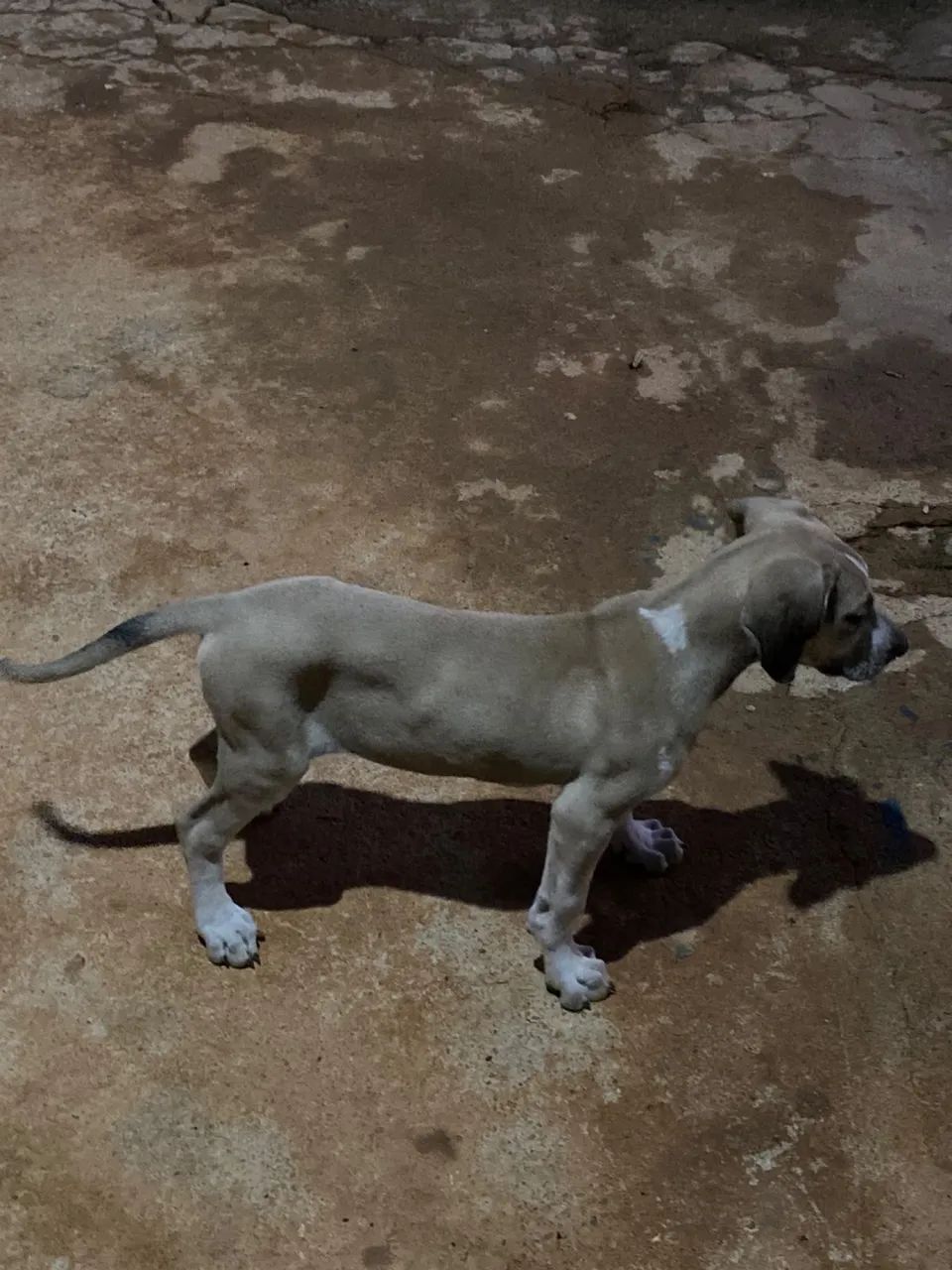 FILA BRASILEIRO  - Foto 5