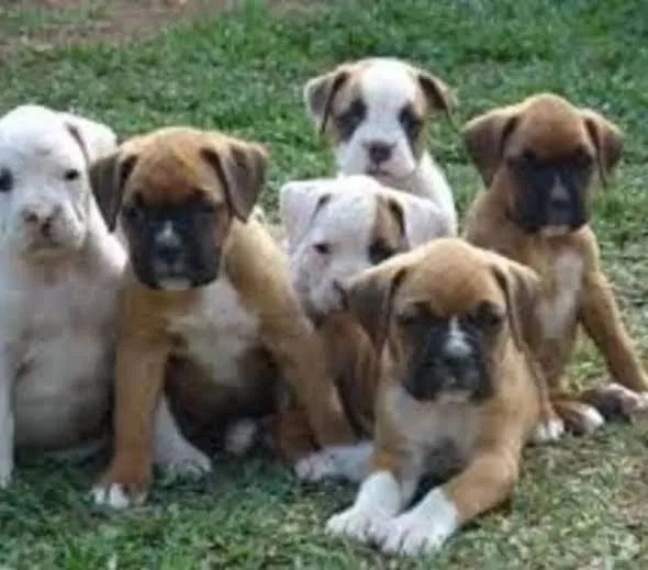 Boxer Filhote 