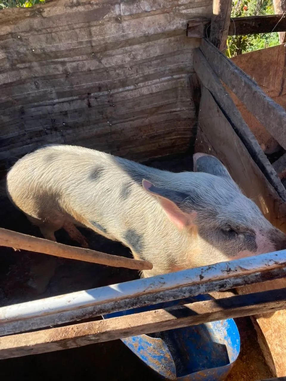 Vender  barron 9 meses  - Foto 3