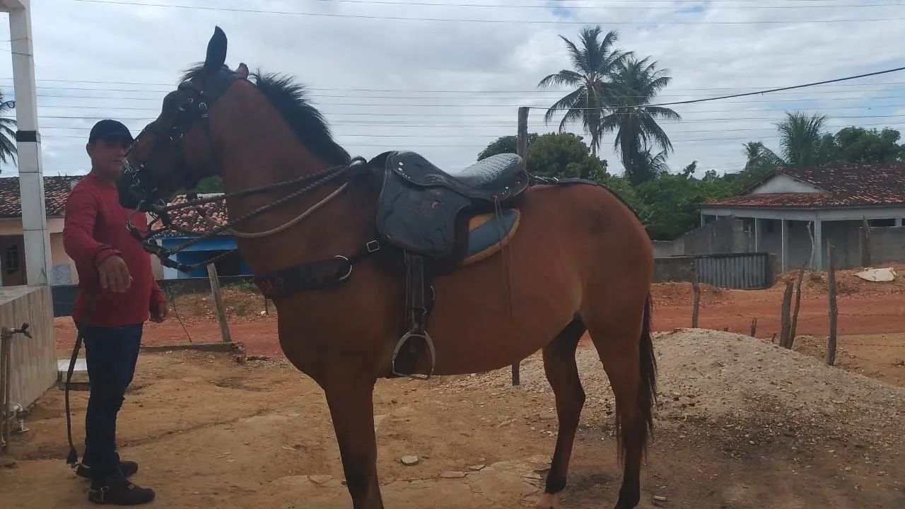 Vendo esse cavalo  - Foto 4