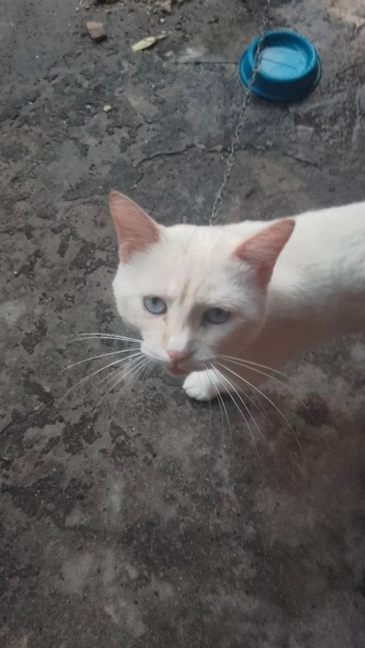 Quero doar esses 2 gatinhos - Foto 3