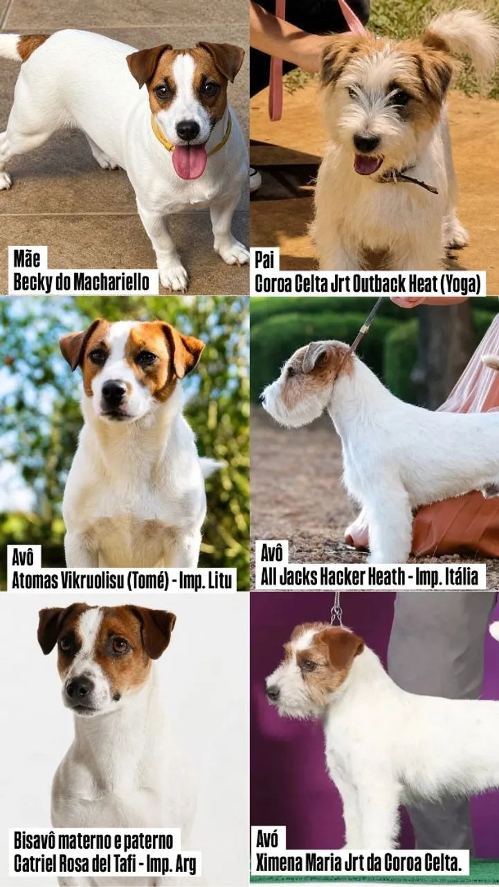 Jack Russell Terrier  - Foto 4