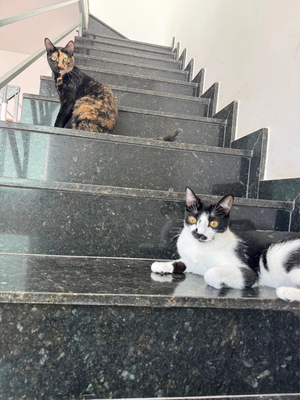 Doação de 2 Gatos - macho e fêmea  - Foto 6