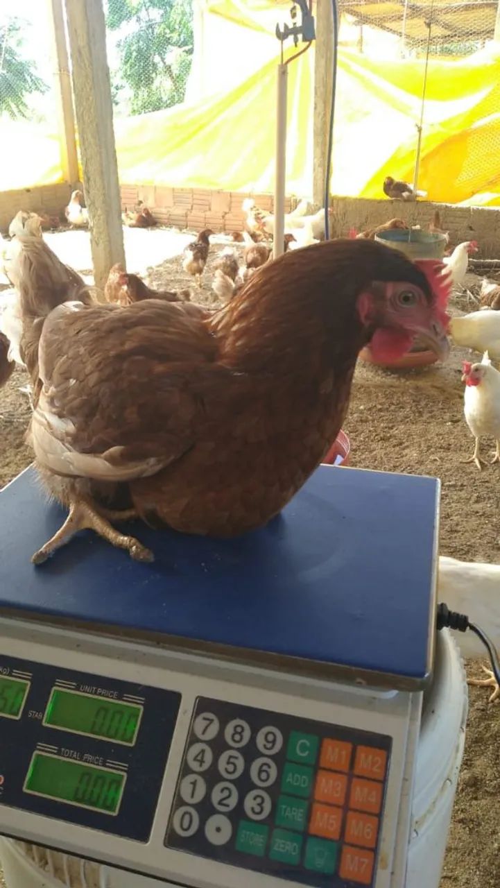 Galinha Caipira/Franga. - Foto 2