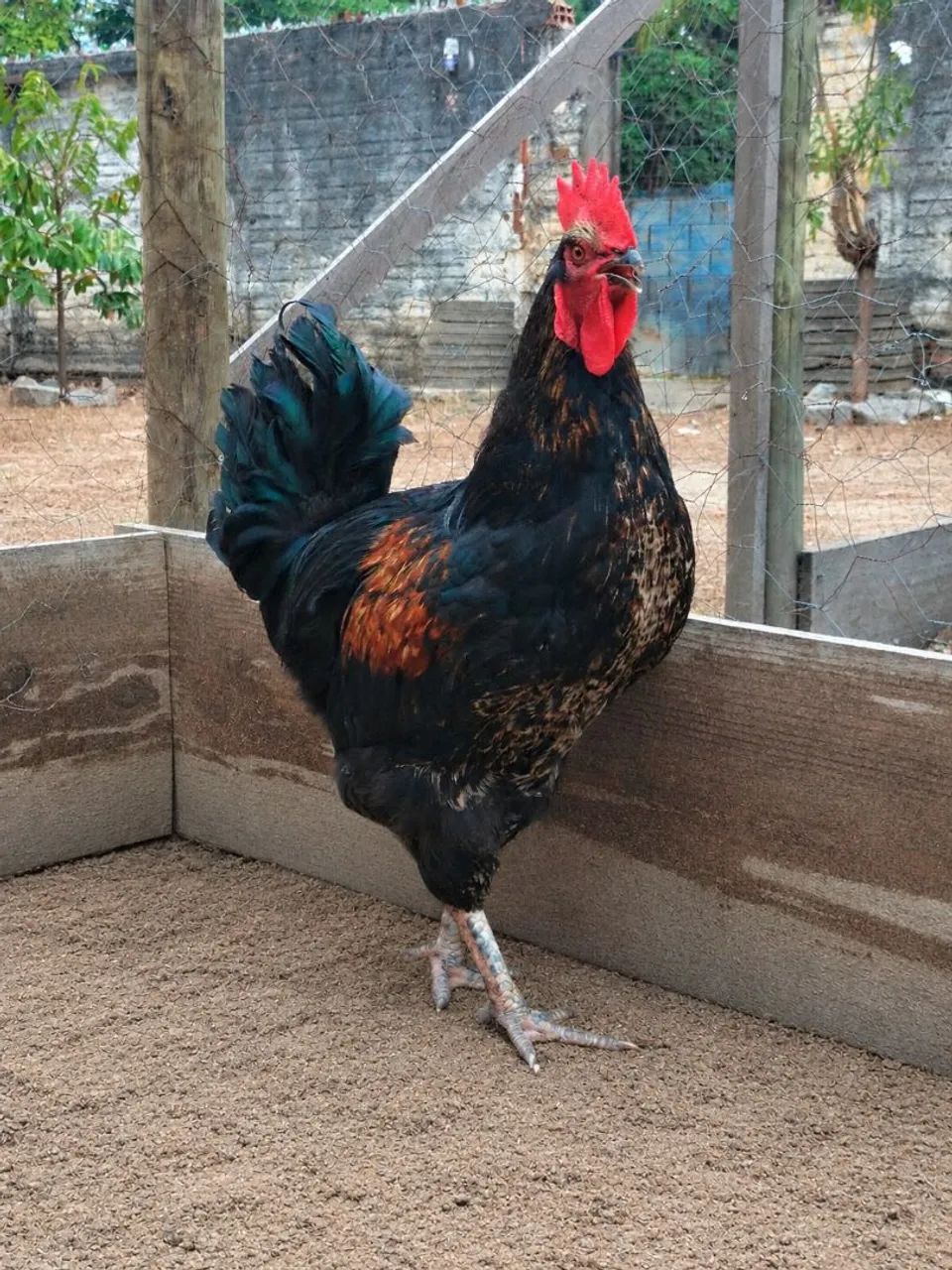 Galo - Foto 4