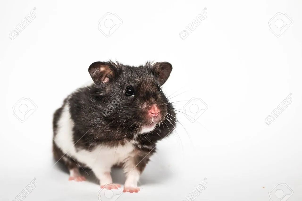 Hamster-sírio