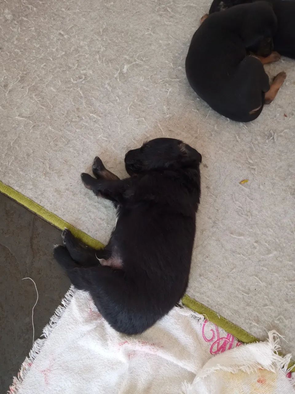 Doação de cachorro - Foto 2