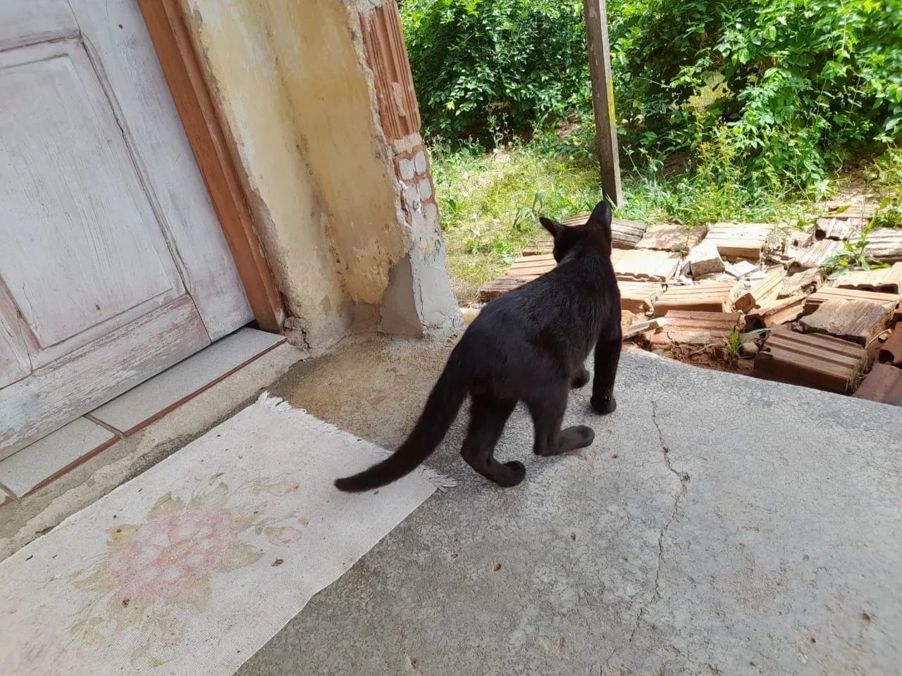 Gatinho disponível para adoção  - Foto 3