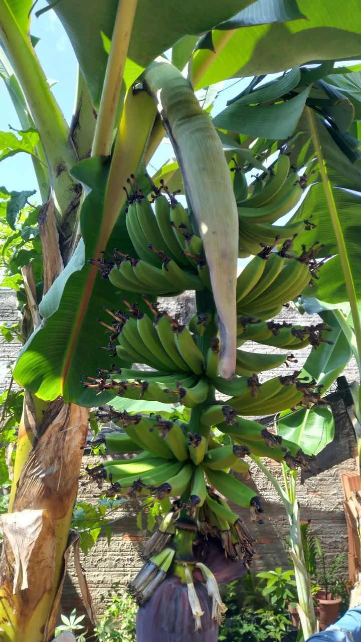 Mudas de banana nanica.25.00 cada. - Foto 4