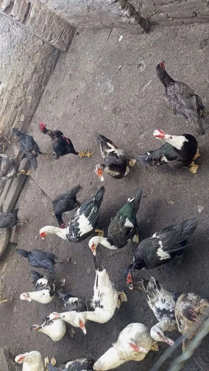 Galinha e pato  - Foto 2