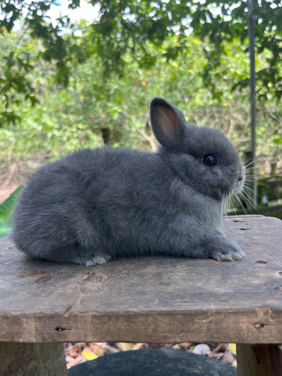 Mini coelho Netherland  - Foto 4