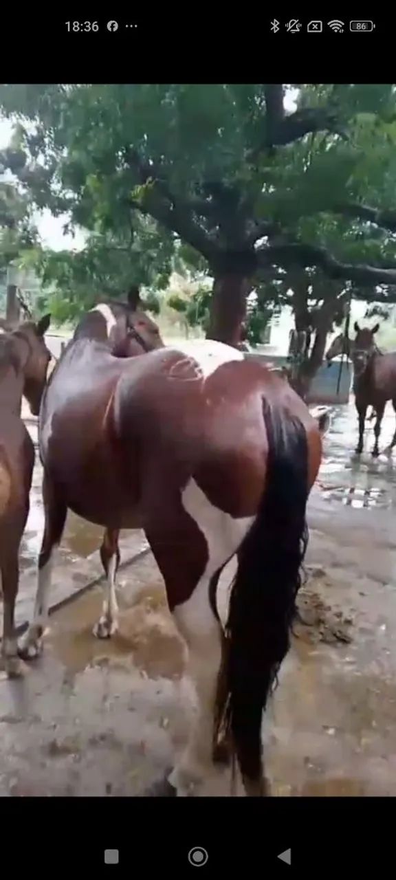 Égua MS de esteira prenha. - Foto 6