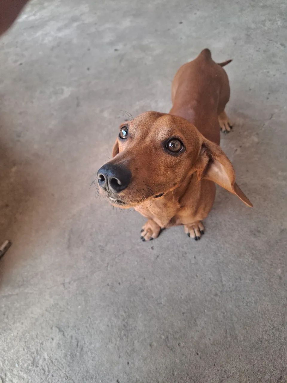 Troca de cachorro Salsicha