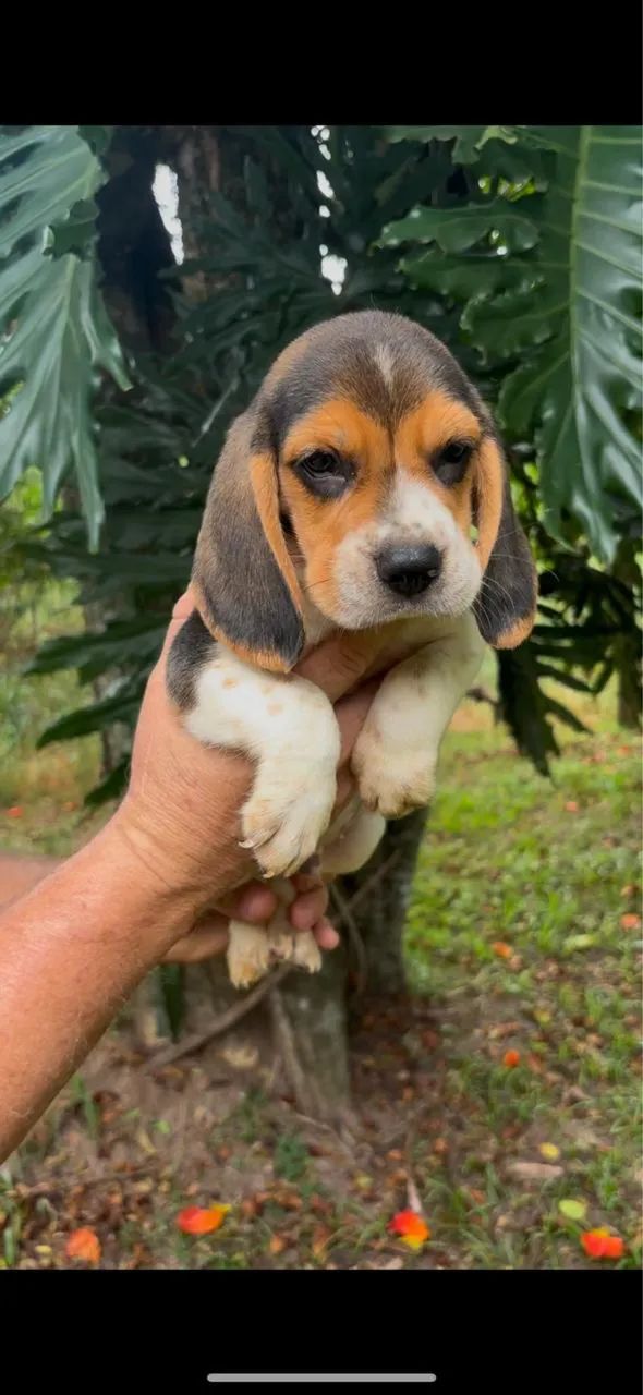Beagles orelhudos