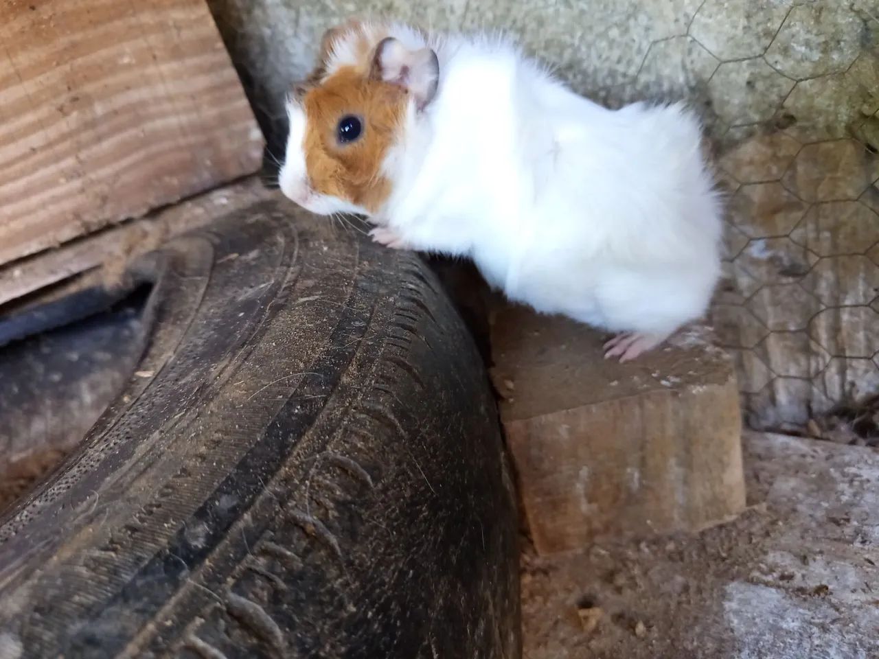 Porquinho da índia. - Foto 4