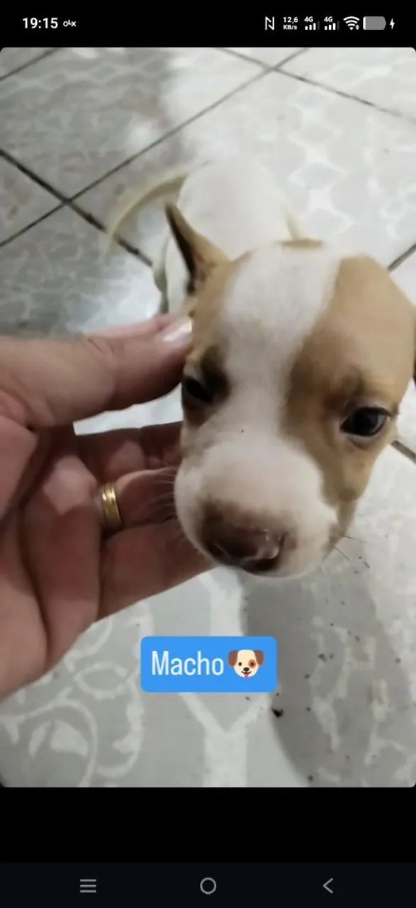 Filhotes machos de Pitbull