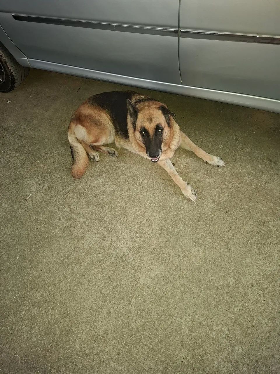 Cachorro  - Foto 2