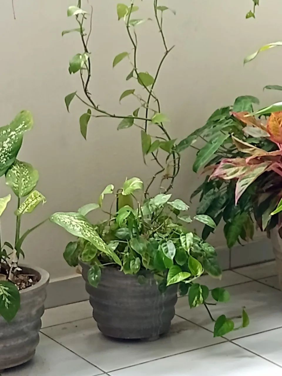 Plantas para Apartamento  - Foto 4