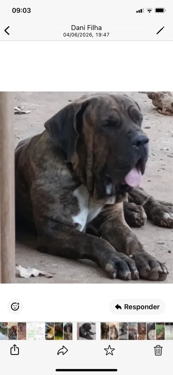 Fila Brasileiro