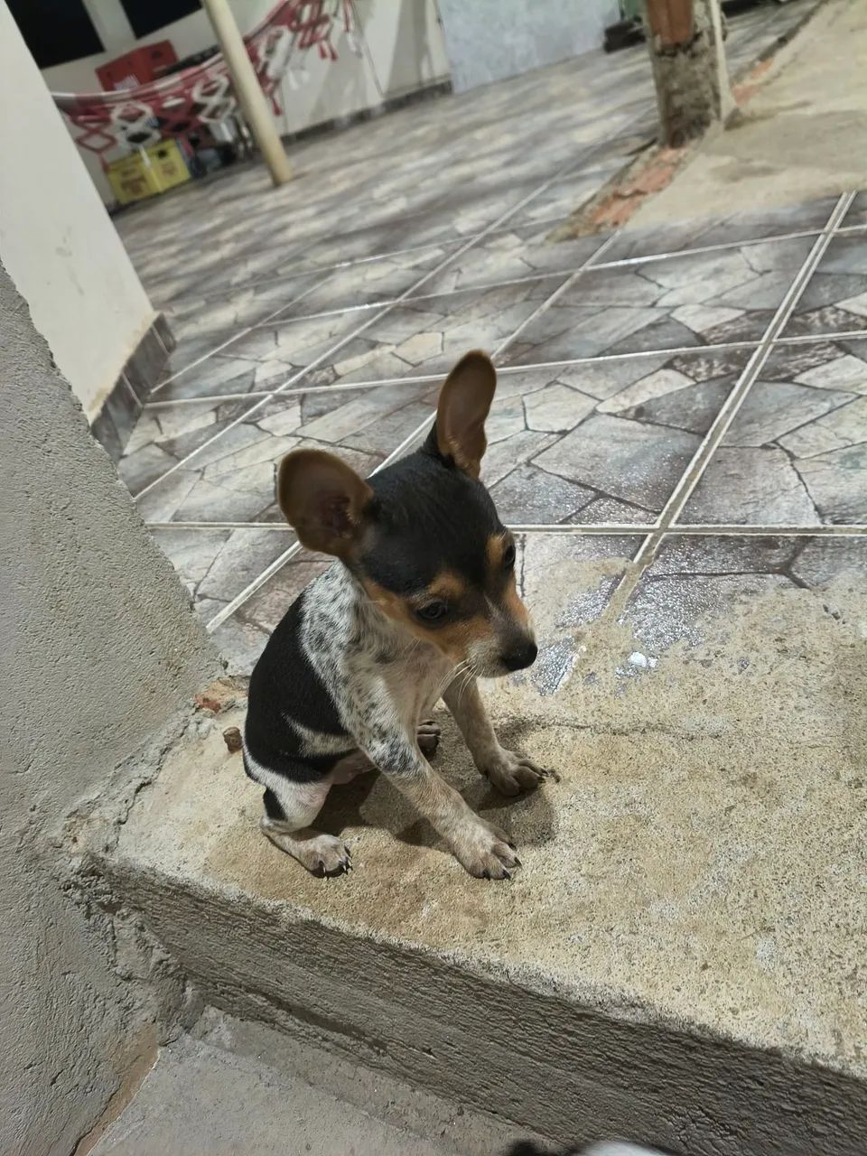 Pinscher 