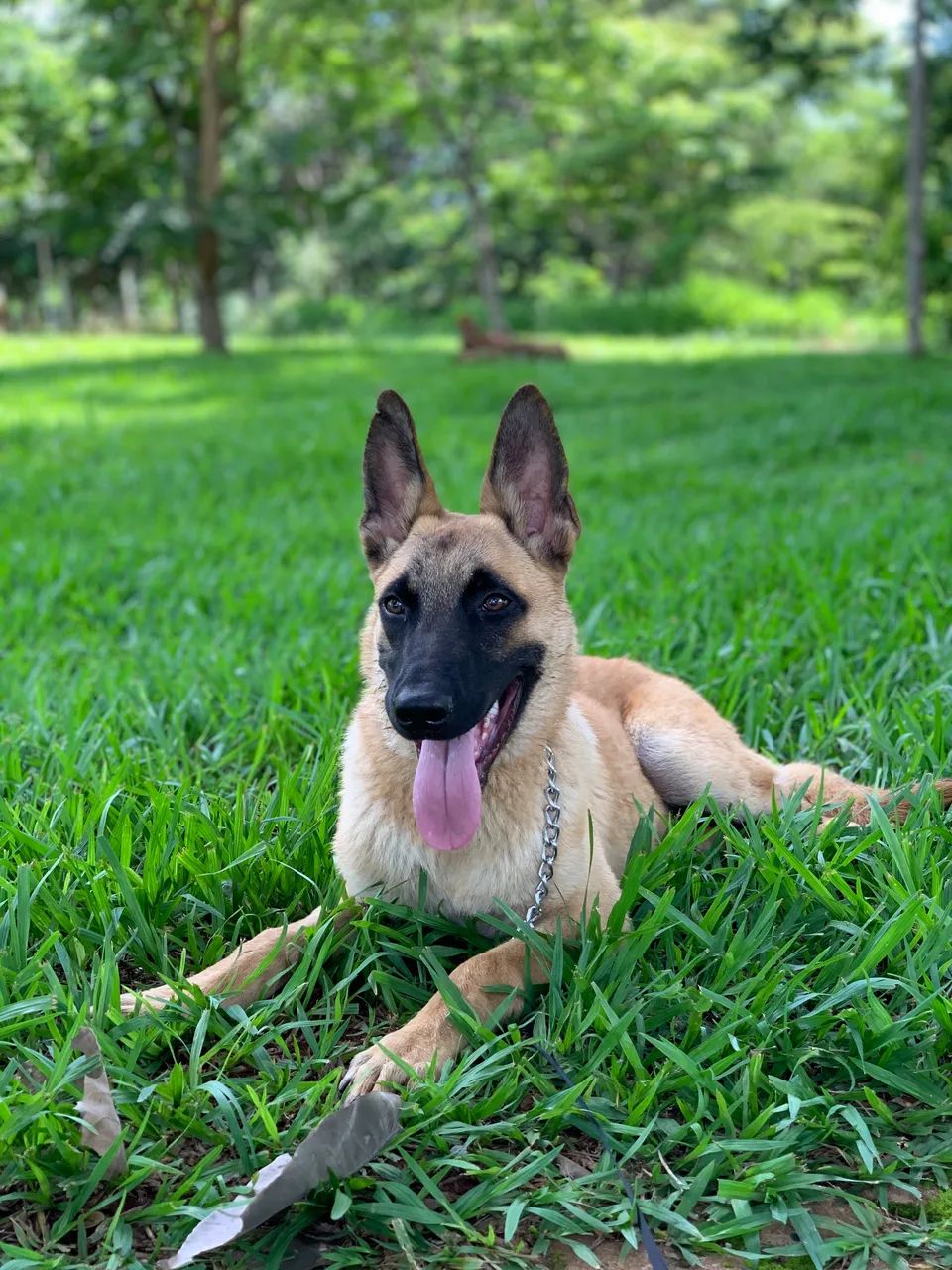 Pastor Belga Malinois - Foto 2