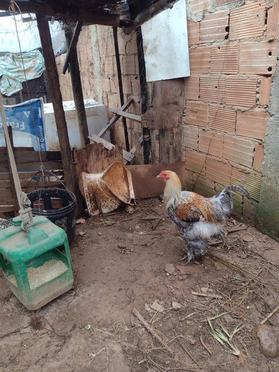 Galo - Foto 5