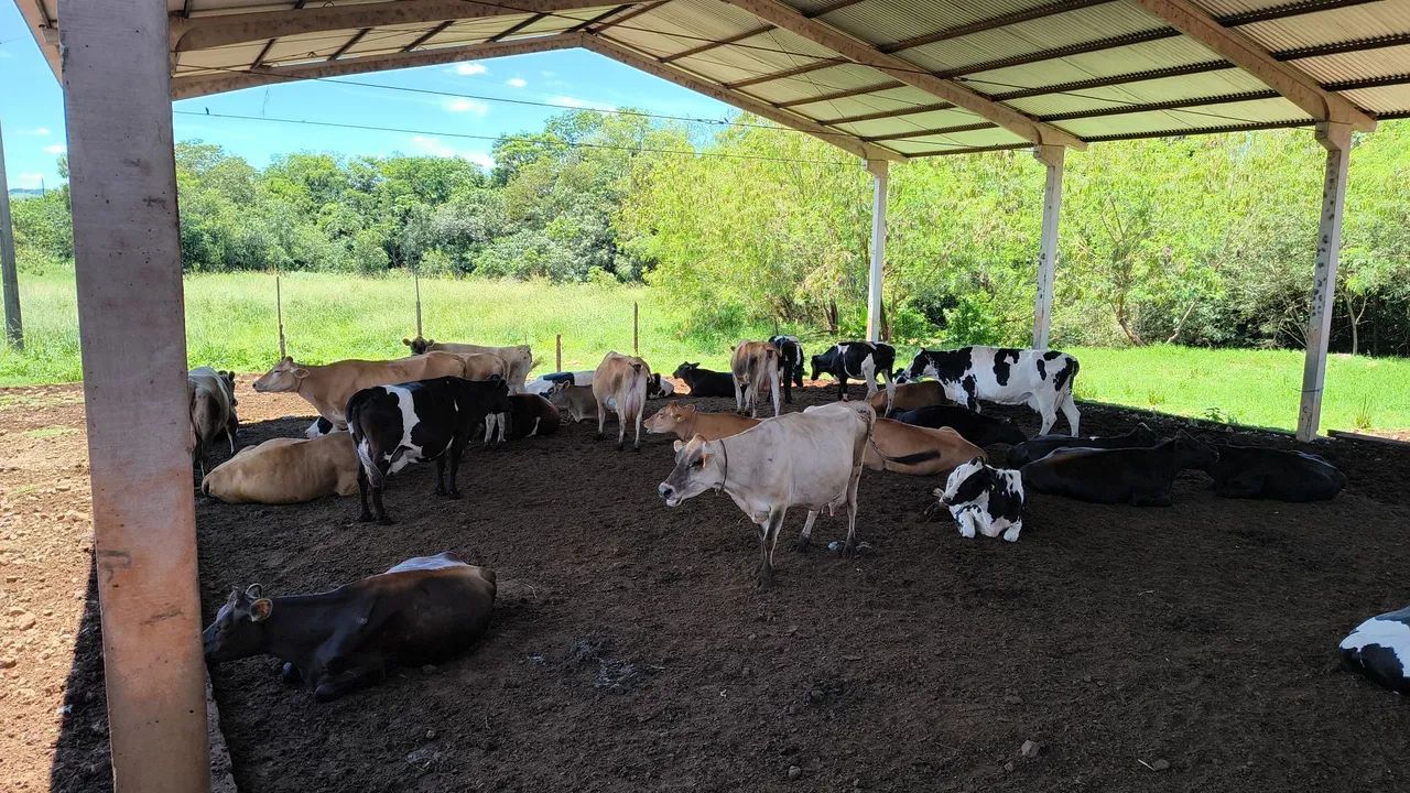 Vacas de leite e novilhas  - Foto 6