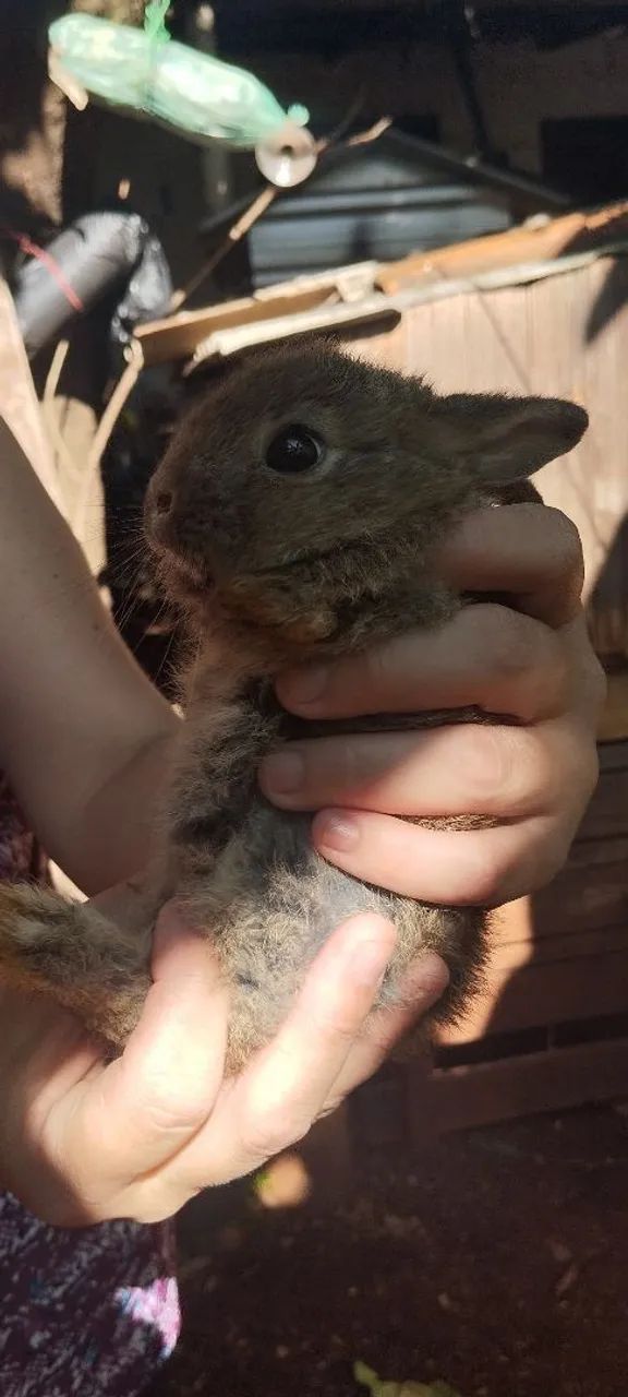 Vendo filhotes de coelhos  - Foto 2
