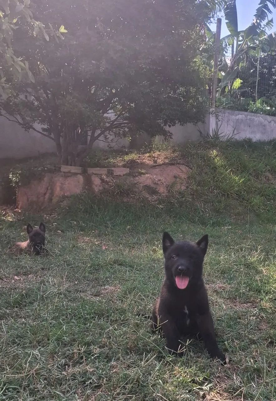 Pastor belga malinois  - Foto 3
