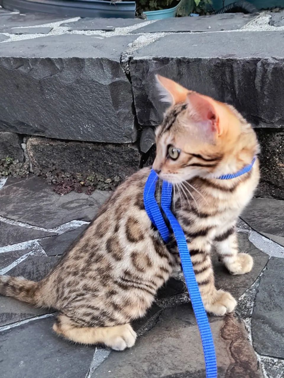 Gato Bengal